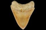 Serrated, Glossy, Fossil Megalodon Tooth - Indonesia #149262-4